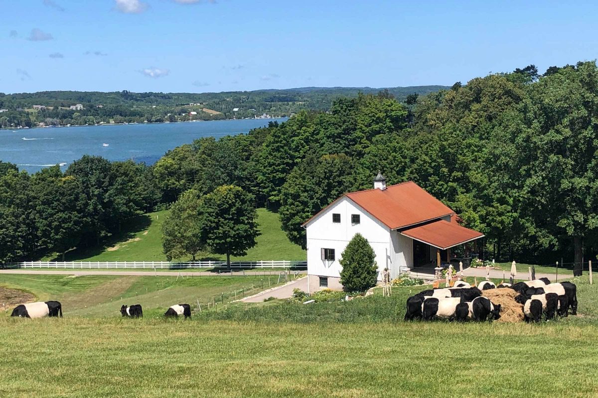 Belted Galloway cattle